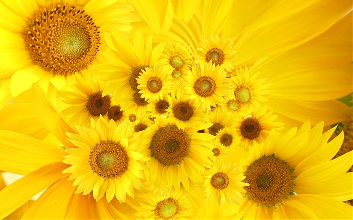 Beautiful sunflower close-up wallpaper (2) #20