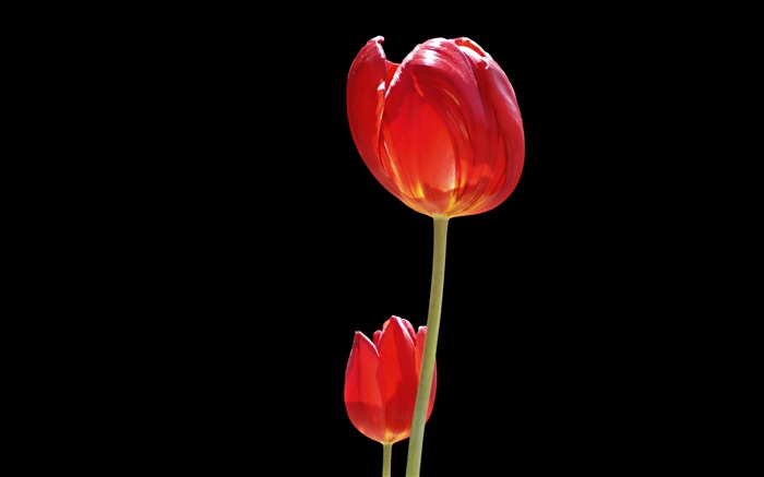 Tulip álbum de fondo de pantalla (8) #3