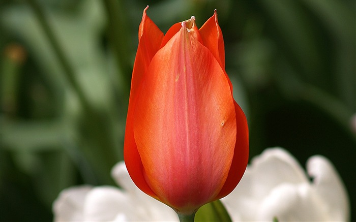 Tulip wallpaper album (8) #9