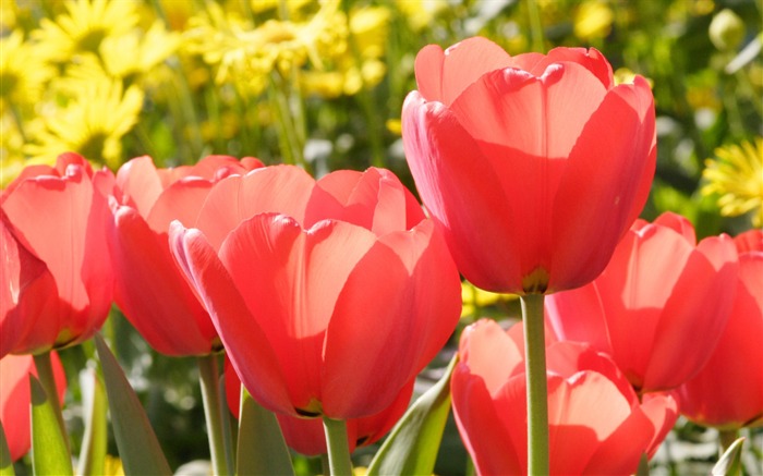 Tulip wallpaper album (8) #12