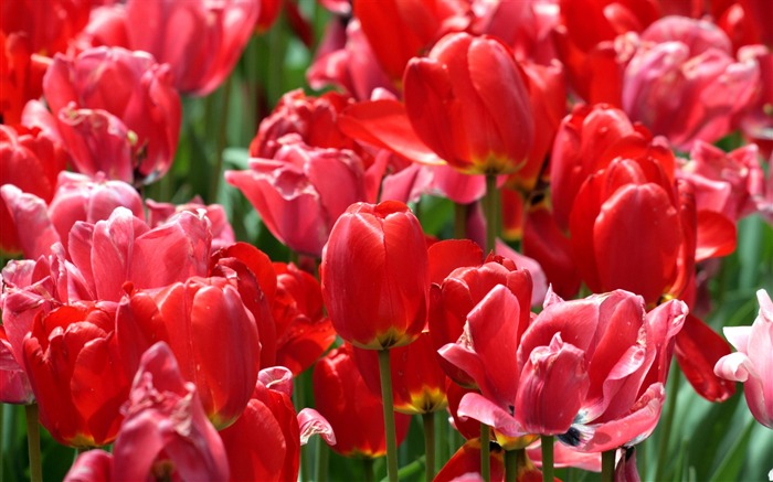 Tulip wallpaper album (8) #17