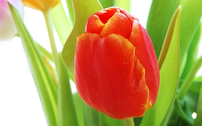 Tulip wallpaper album (9) #1