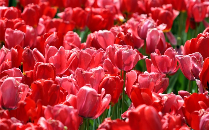 Tulip wallpaper album (9) #9