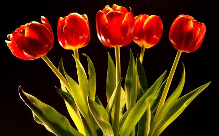 Tulip wallpaper album (9) #11