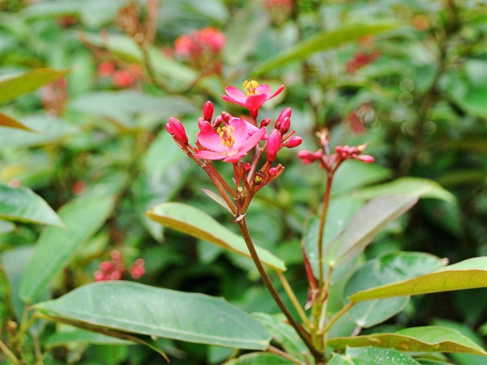 Macro flor de hierba (1) (obras genzhukou) #4