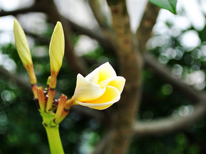 Macro Flower Grass (1) (genzhukou works) #5