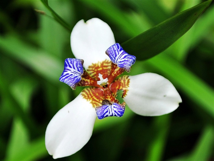 Macro Flower Grass (1) (genzhukou works) #9