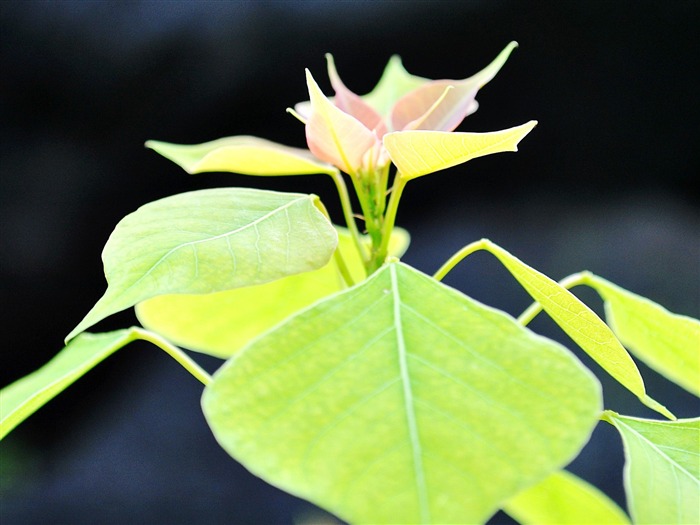 Macro flor de hierba (1) (obras genzhukou) #15