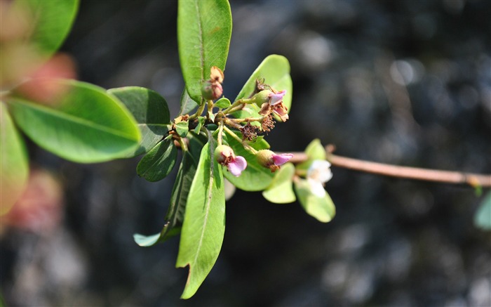 Macro flor de hierba (2) (obras genzhukou) #25