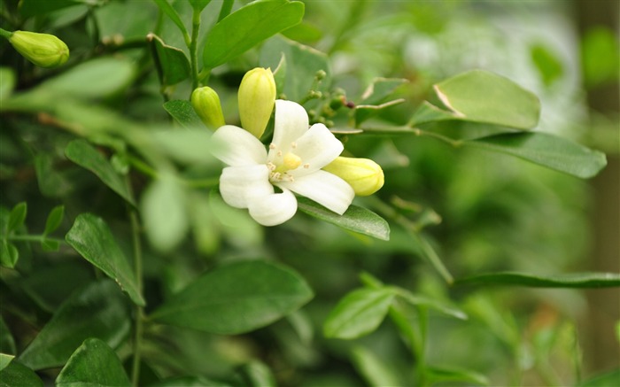 Macro flor de hierba (2) (obras genzhukou) #27