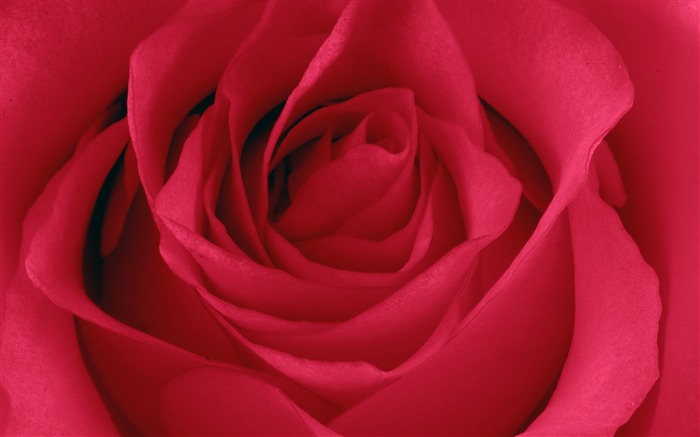 Large Rose Photo Wallpaper (5) #11