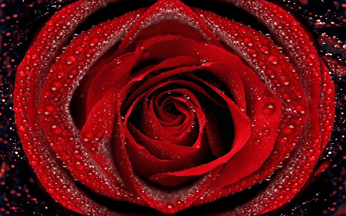 Large Rose Photo Wallpaper (6) #2