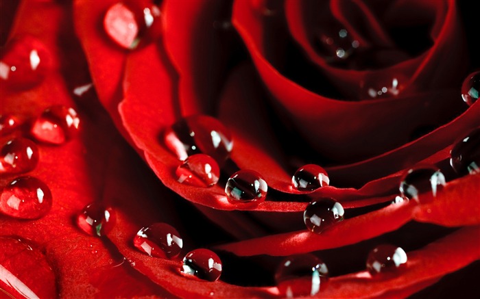 Large Rose Photo Wallpaper (6) #3