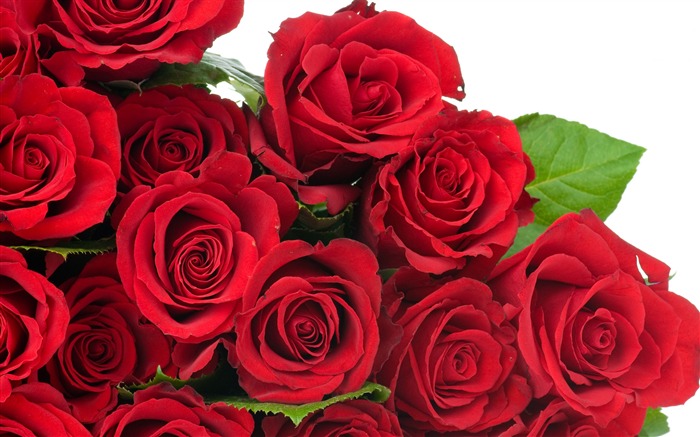 Large Rose Photo Wallpaper (6) #9