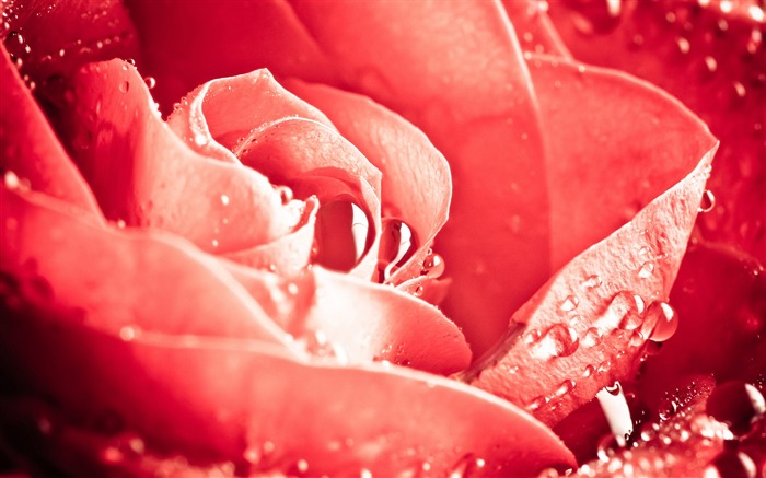 Large Rose Photo Wallpaper (6) #19