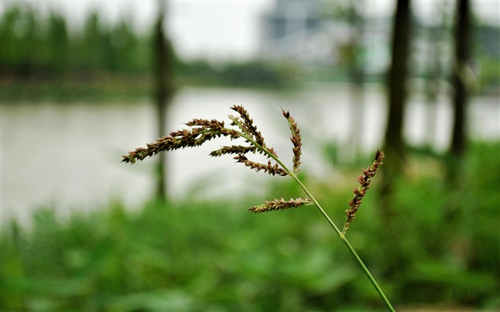 Fotografía de paisaje (1) (obras genzhukou) #17