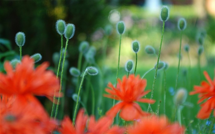 Flowers green leaf close-up wallpaper (1) #10