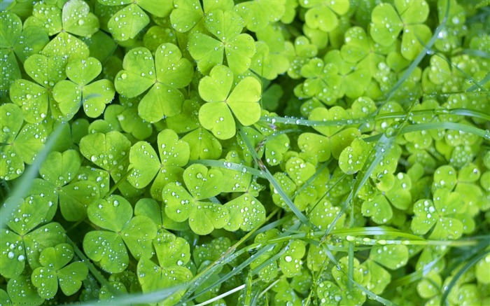 Flowers green leaf close-up wallpaper (1) #11