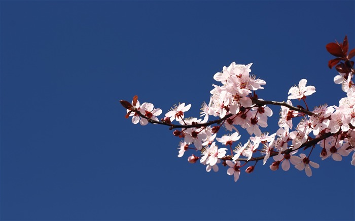 Flowers green leaf close-up wallpaper (2) #7