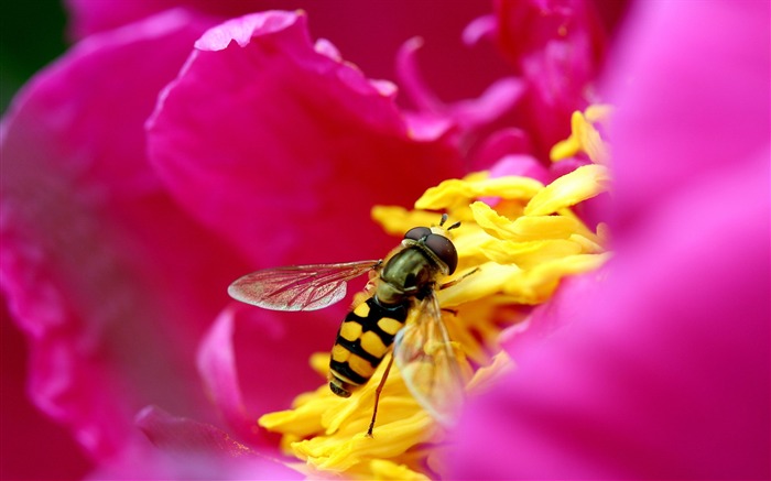 鲜花绿叶特写 壁纸(三)15