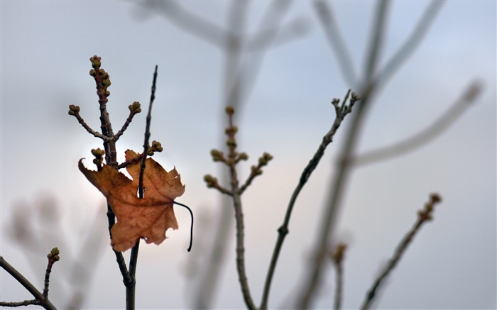 鲜花绿叶特写 壁纸(三)16