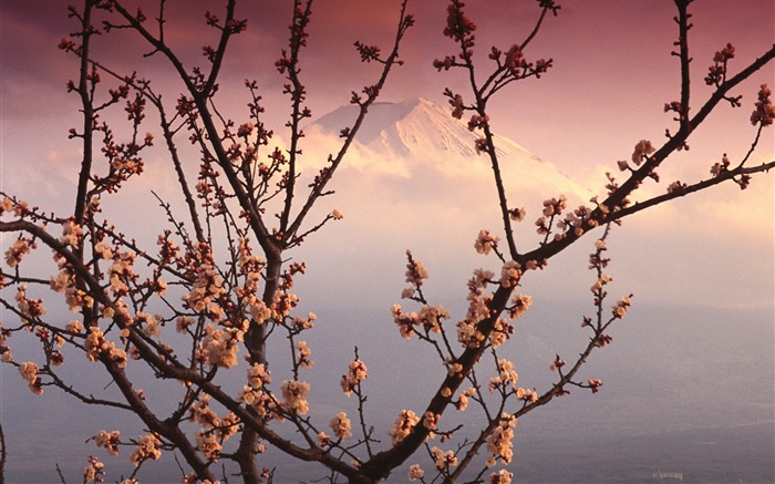 鲜花绿叶特写 壁纸(三)18