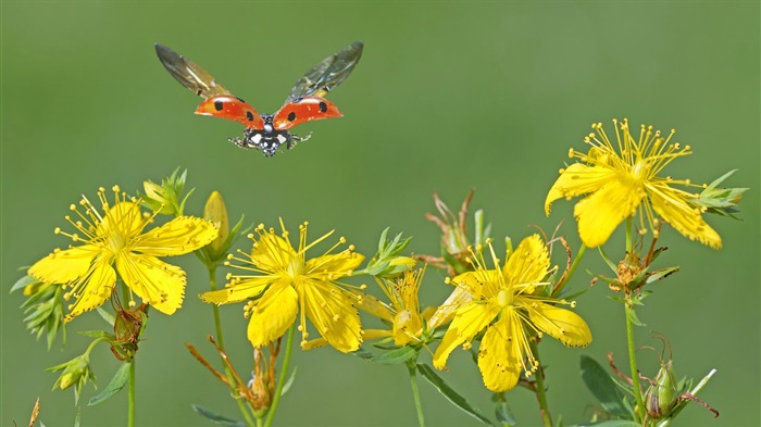 ワイドスクリーンの壁紙の花に近い(13)を開く #3