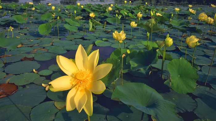 fleurs fond d'écran Widescreen close-up (13) #9