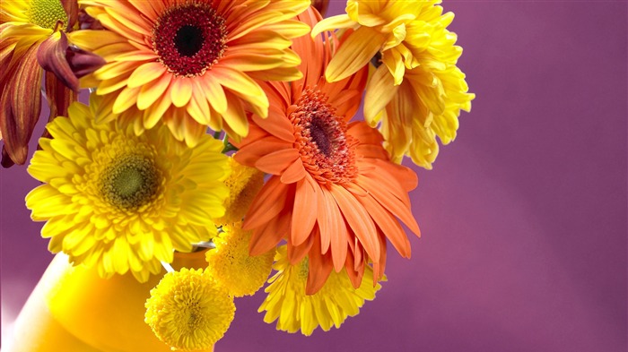 Widescreen wallpaper flowers close-up (13) #16