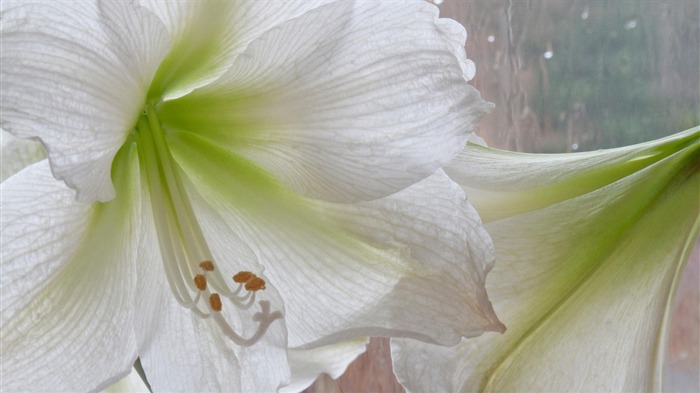 fleurs fond d'écran Widescreen close-up (14) #4