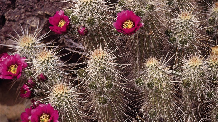 fleurs fond d'écran Widescreen close-up (14) #11