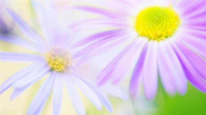 Widescreen-Wallpaper Blumen close-up (14) #15