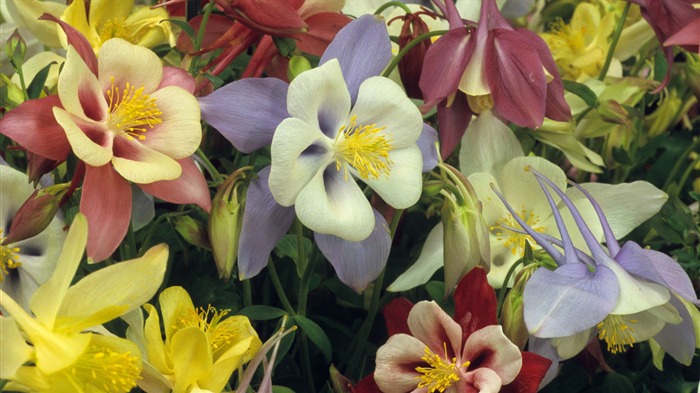 ワイドスクリーンの壁紙の花に近い(14)を開く #18