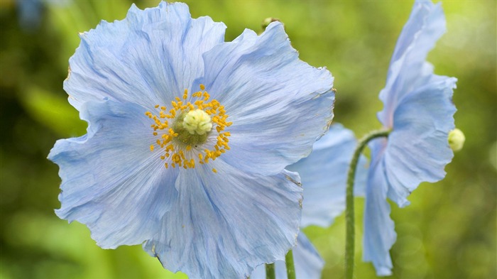 fleurs fond d'écran Widescreen close-up (14) #19