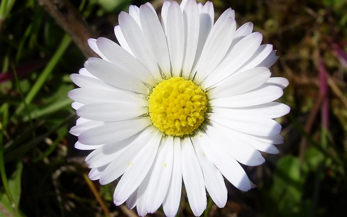 fleurs fond d'écran Widescreen close-up (15) #2