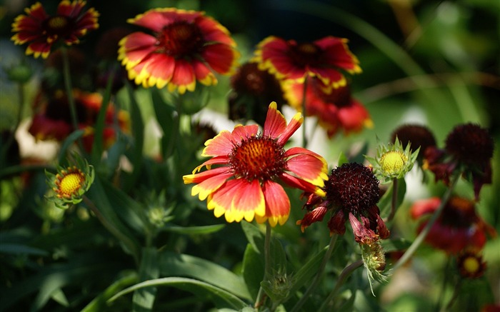 fleurs fond d'écran Widescreen close-up (15) #10