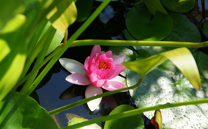 宽屏鲜花特写 壁纸(15)13