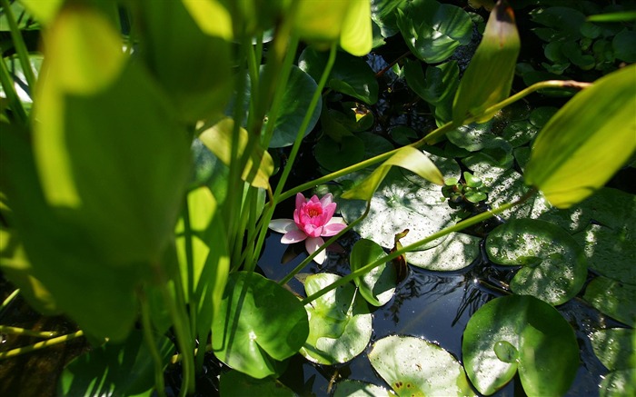 ワイドスクリーンの壁紙の花に近い(15)を開く #14