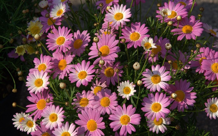 fleurs fond d'écran Widescreen close-up (16) #2