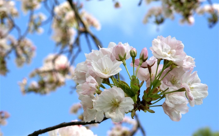 宽屏鲜花特写 壁纸(16)8