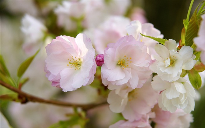 fleurs fond d'écran Widescreen close-up (16) #9