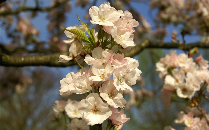 fleurs fond d'écran Widescreen close-up (16) #10