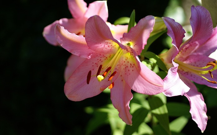 fleurs fond d'écran Widescreen close-up (16) #11