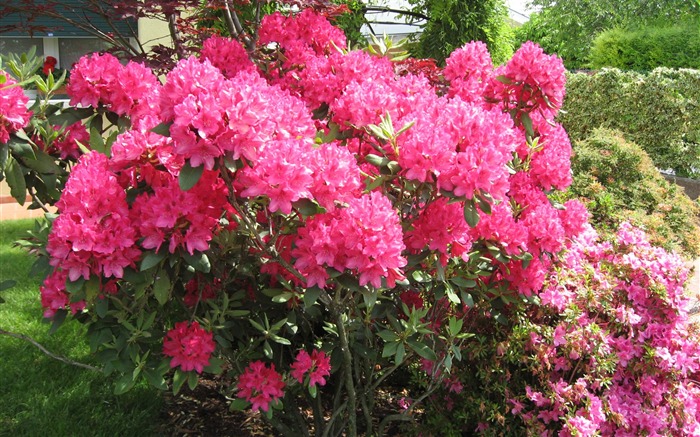 fleurs fond d'écran Widescreen close-up (16) #17