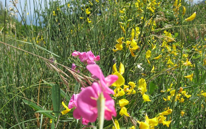 fleurs fond d'écran Widescreen close-up (17) #4