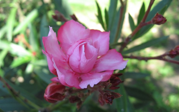 fleurs fond d'écran Widescreen close-up (17) #12