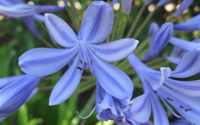 fleurs fond d'écran Widescreen close-up (17) #13