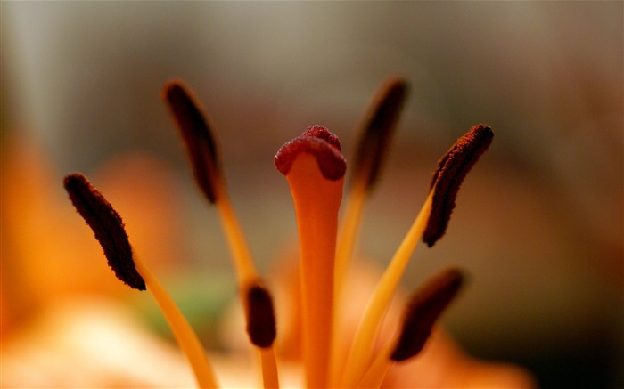 fleurs fond d'écran Widescreen close-up (18) #2