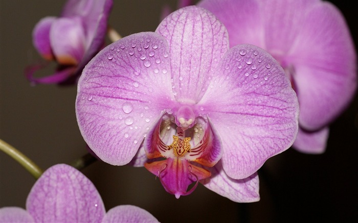 fleurs fond d'écran Widescreen close-up (18) #4