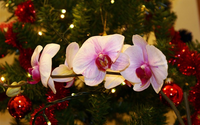 fleurs fond d'écran Widescreen close-up (18) #11